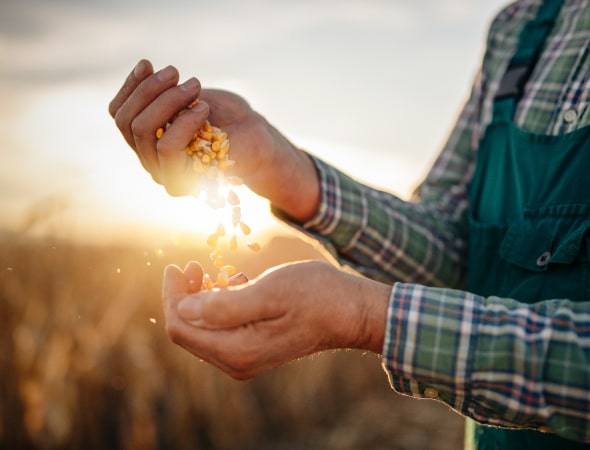 Mani di agricoltore che tiene un pugno di mais