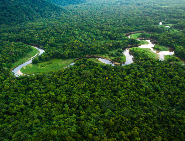 river surrounded by greenery