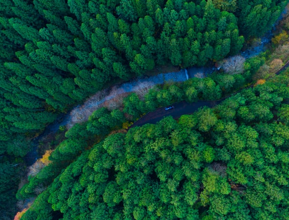 Aerial view of a road in a green forest