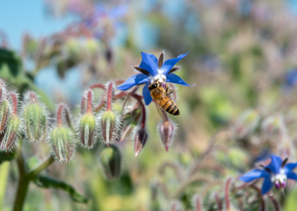 Abeja en una flor