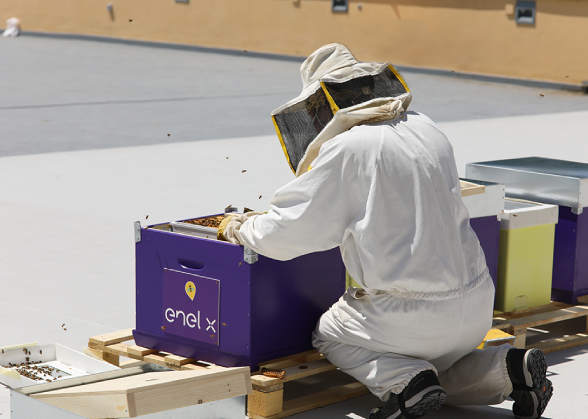 View from behind of someone at a beehive 