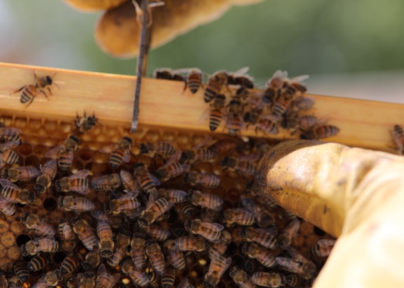 Primer plano de abejas