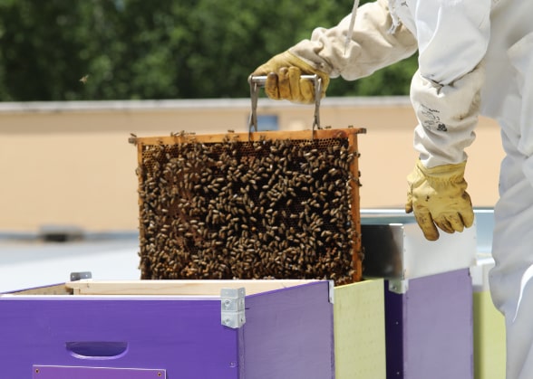 Someone’s hand taking bees out of a hive